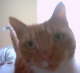 Ginger's Closeup