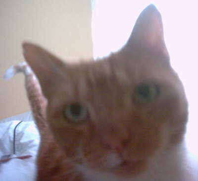 Ginger's Closeup