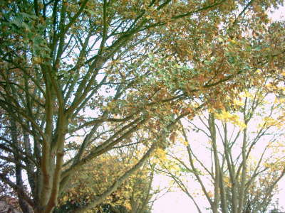 Autumn